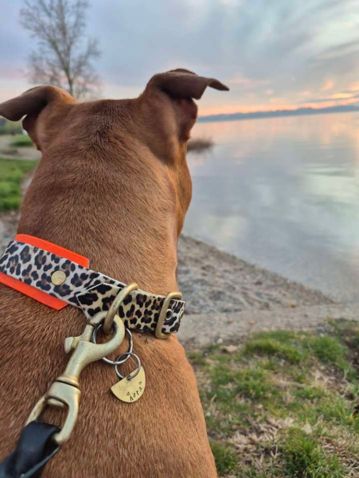 Médaille éclipse 🌗